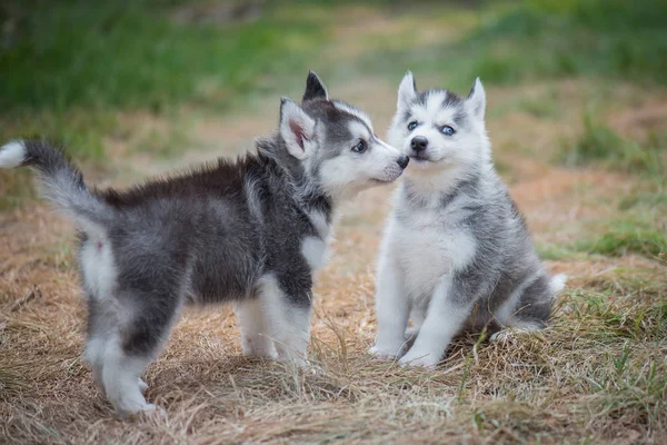 Filhotes de cachorro husky siberiano jogando na grama verde — Fotografia de Stock
