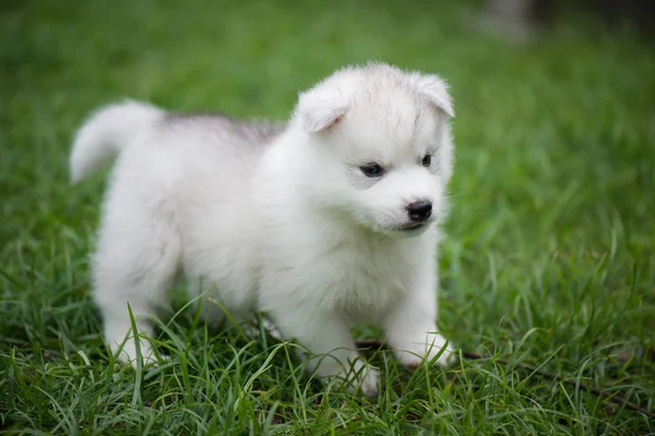 Schattig Siberisch husky puppy — Stockfoto