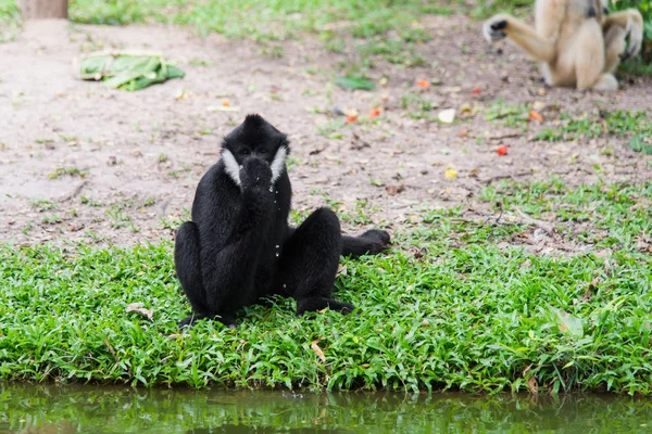 Close up Siamang Gibbon — Stock Photo, Image