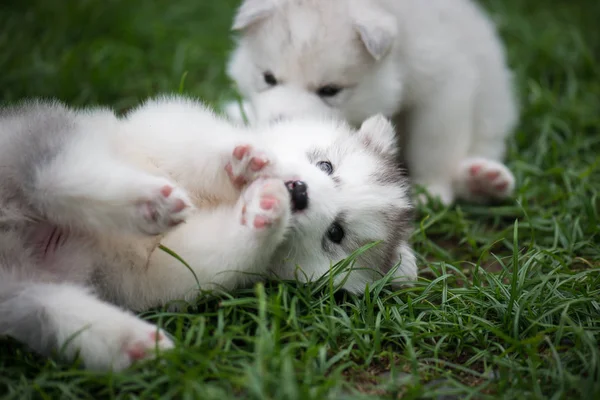 Cachorros husky siberianos jugando sobre hierba verde — Foto de Stock