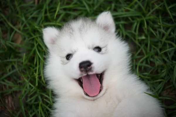 Närbild på Siberian Husky valp — Stockfoto