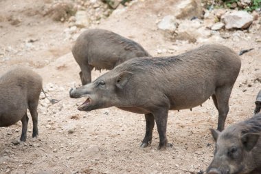 Yaban domuzu kapatın 