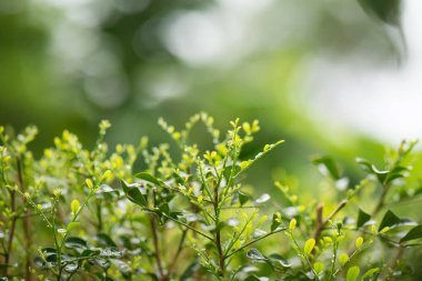 yağmurdan sonra tomurcuklar