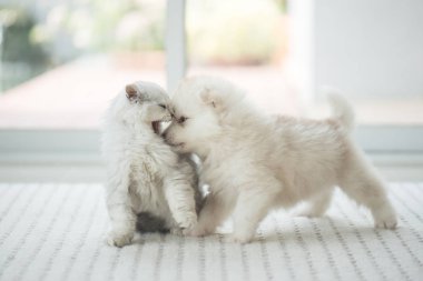 Şirin yavru kedi ve köpek yavrusu oynamak 