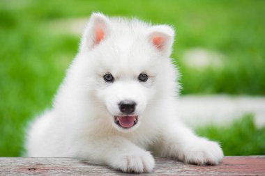 parkta oynarken Sibirya husky yavrusu