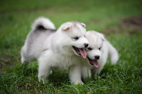 Siberian husky puppies playing on green grass — Stock Photo, Image