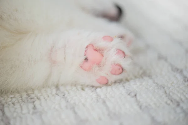 Close up of puppy paw — Stock Photo, Image