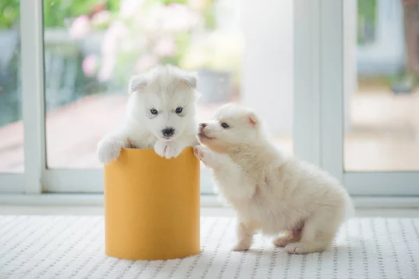 Sibirya husky yavrusu bir silindir kutu içinde oynarken — Stok fotoğraf