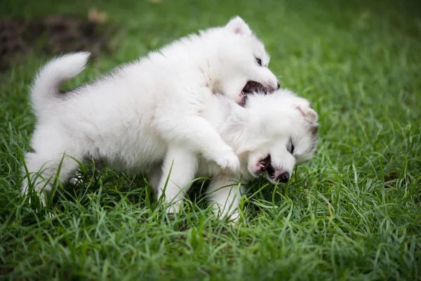 Cachorros husky siberianos jugando sobre hierba verde —  Fotos de Stock
