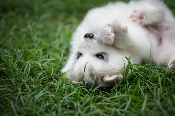 Anjing nakal siberian yang lucu — Stok Foto