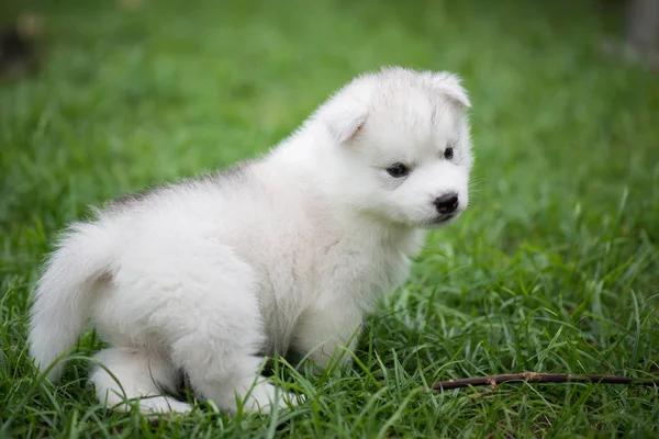 Симпатичный щенок сибирского хаски — стоковое фото