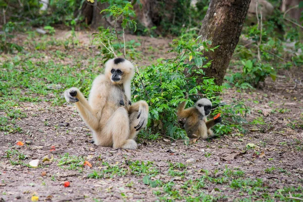 White - Cheeked Gibbon and her son — Stock Photo, Image