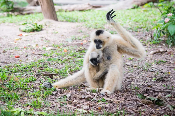 White - Cheeked Gibbon and her son — Stock Photo, Image