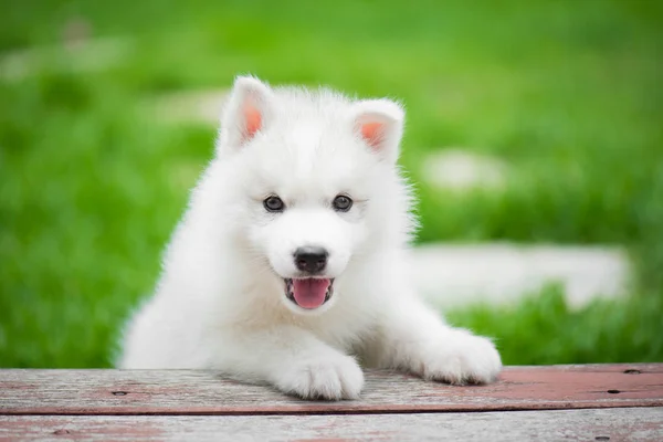 Sibirischer Husky Welpe spielt im Park — Stockfoto