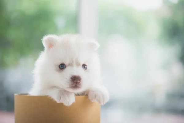 Cachorro husky siberiano jugando en una caja de cilindros — Foto de Stock