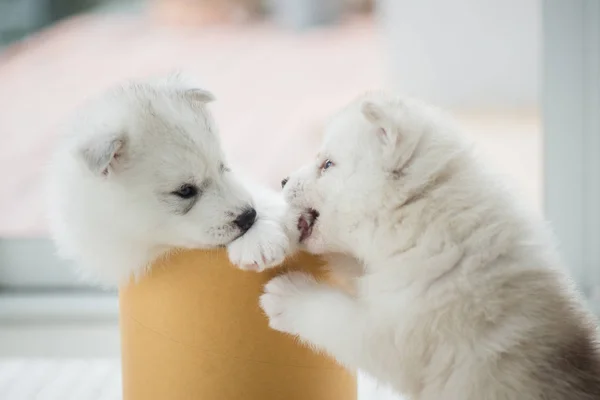 Cachorro husky siberiano jugando en una caja de cilindros —  Fotos de Stock