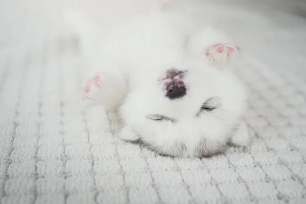 Siberiano husky cachorro durmiendo — Foto de Stock