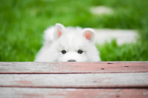 Siberiano husky cachorro jugando en el parque — Foto de Stock