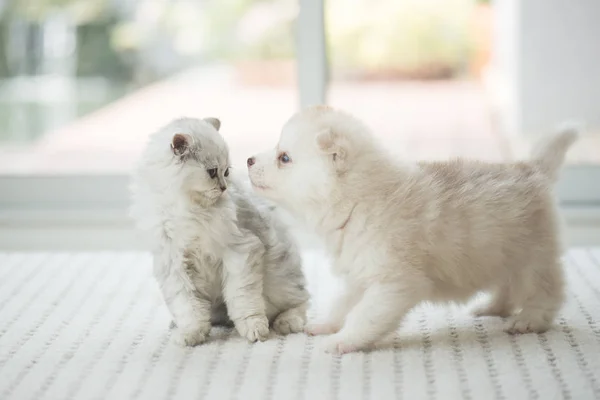 Gatinho bonito e cachorro jogando — Fotografia de Stock