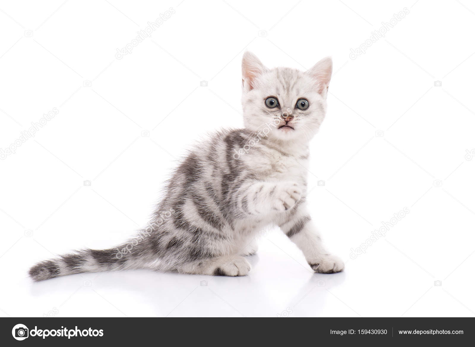Cute American Shorthair Kitten White Background Isolated Stock