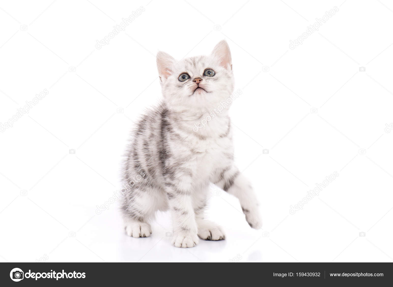 Cute American Shorthair Kitten White Background Isolated Stock