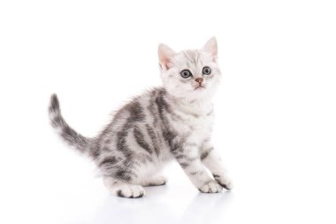 Beyaz arka planda izole şirin Amerikalı stenografi kedi