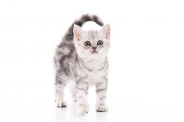 Beyaz arka planda izole şirin Amerikalı stenografi kedi