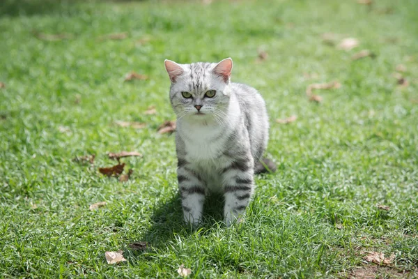 Χαριτωμένο Σύντομο Μαλλιά Γάτα Περπάτημα Για Την Πράσινη Χλόη — Φωτογραφία Αρχείου