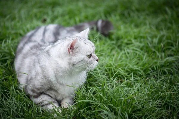 Bonito Americano Curto Cabelo Gato Olhar Para Direita Grama Verde — Fotografia de Stock