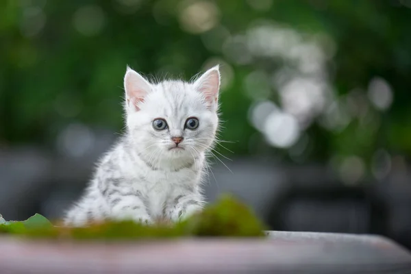 Kameraya Bakarak Sevimli Amerikan Kısa Saç Yavru Kedi — Stok fotoğraf