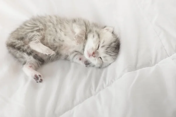 Χαριτωμένο Τιγρέ Γατάκι Που Κοιμάται Στο Κρεβάτι — Φωτογραφία Αρχείου