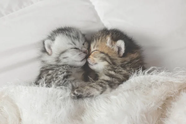 Χαριτωμένο Τιγρέ Γατάκια Στον Ύπνο Και Αγκαλιάζει Λευκό Κρεβάτι — Φωτογραφία Αρχείου