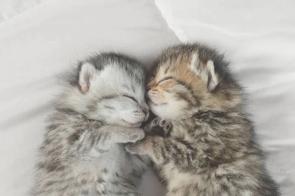 Cute Tabby Kittens Sleeping Hugging White Bed — Stock Photo, Image