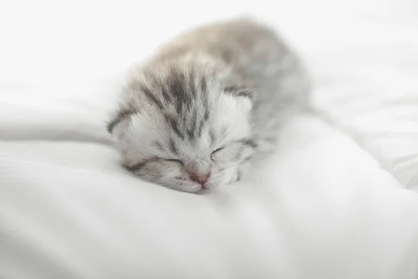 Χαριτωμένο Τιγρέ Γατάκι Που Κοιμάται Στο Κρεβάτι — Φωτογραφία Αρχείου