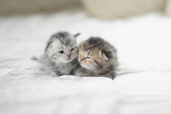 Niedliche Gestromte Kätzchen Liegen Auf Dem Bett — Stockfoto