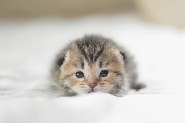 Yatakta Yatarken Şirin Tabby Yavru Kedi — Stok fotoğraf