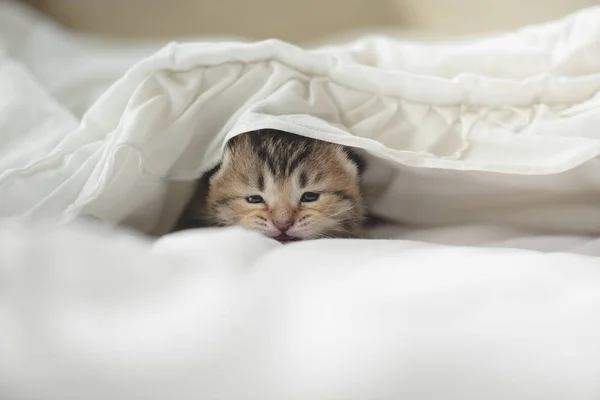 Χαριτωμένο Τιγρέ Γατάκια Που Βρίσκεται Κάτω Από Την Κουβέρτα Λευκό — Φωτογραφία Αρχείου