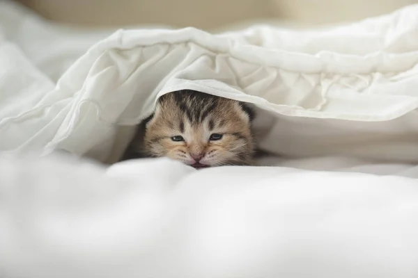 Mignons Chatons Tabby Couchés Sous Une Couverture Blanche — Photo