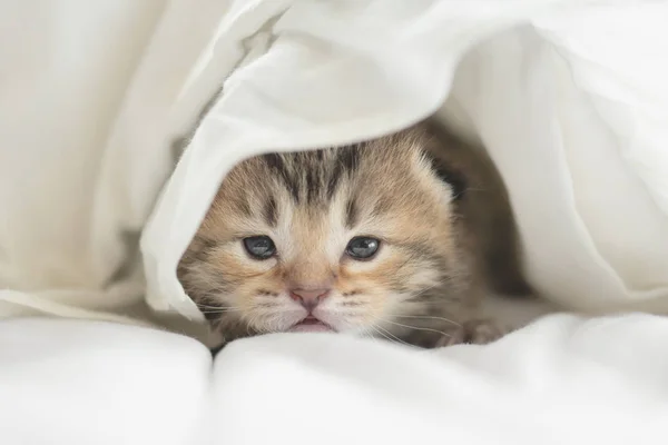 可爱的虎斑小猫躺在白色的毯子下 — 图库照片