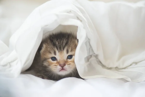 白い毛布の下で横になっているかわいいぶち子猫 — ストック写真