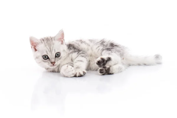 Cute American Shorthair Gatito Sobre Fondo Blanco Aislado — Foto de Stock