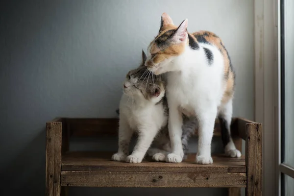 Bonito Mãe Gato Lambendo Seu Gatinho Prateleira Madeira — Fotografia de Stock