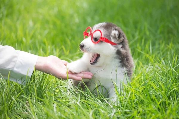 戴眼镜的西伯利亚哈士奇小狗把爪子给了人类的手 — 图库照片