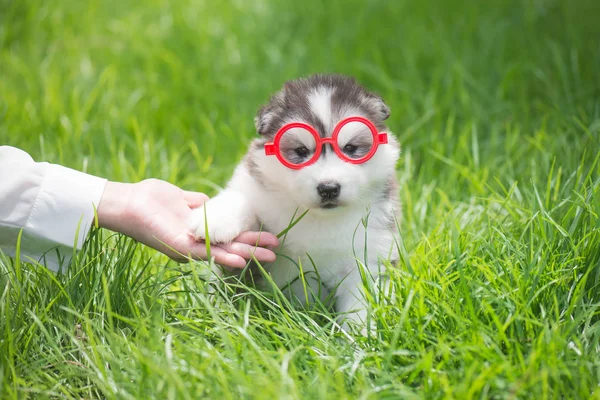 Siberian Husky Puppy Wearing Glasses Gives Paw Human Hand — Stock Photo, Image