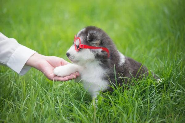 Siberian Husky Puppy Wearing Glasses Gives Paw Human Hand — Stock Photo, Image