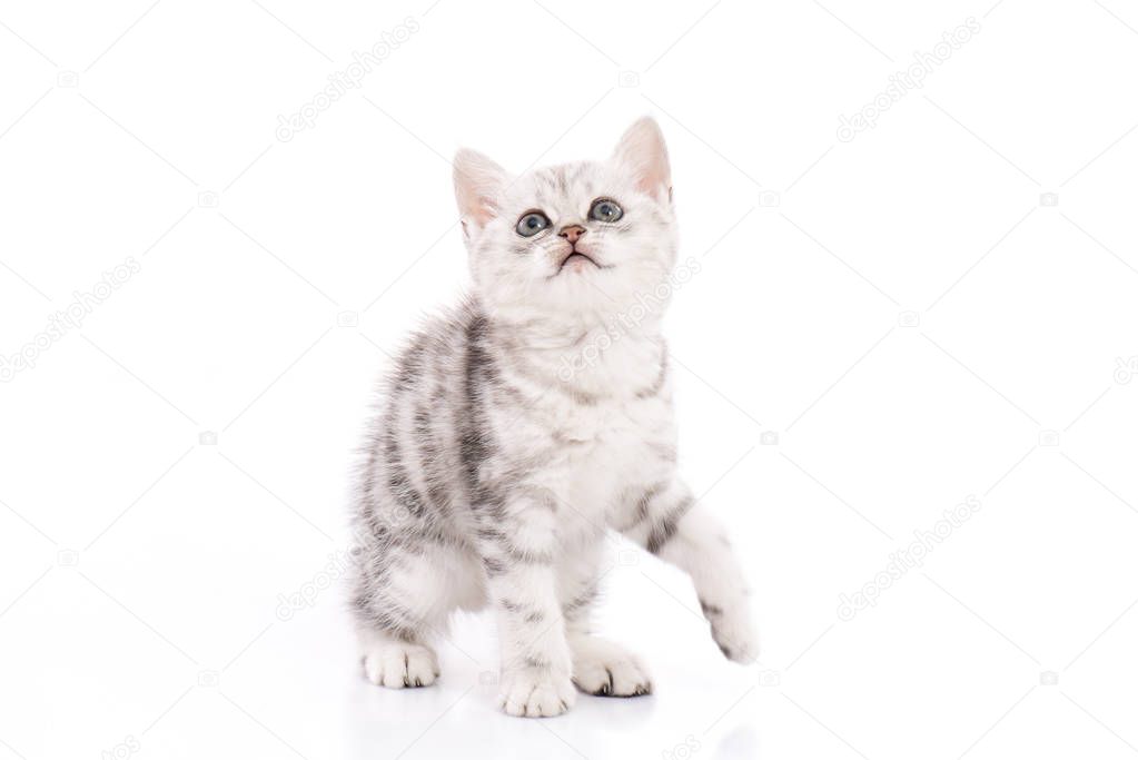 Cute American Shorthair kitten on white background isolated