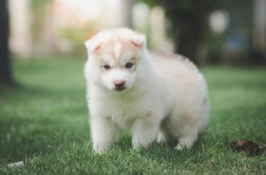 Sibirya köpeği yeşil çimlerin üzerinde