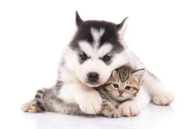 Şirin Sibirya husky köpek yavrusu sarılmış şirin yavru kedi izole beyaz arka plan üzerinde