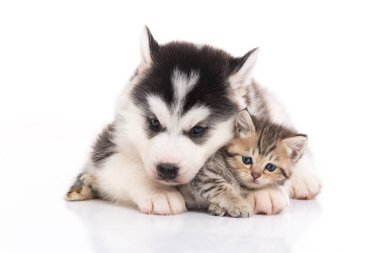 Şirin Sibirya husky köpek yavrusu sarılmış şirin yavru kedi izole beyaz arka plan üzerinde