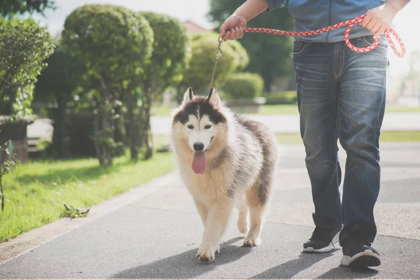 Asiatico Uomo Walking Con Siberiano Husky Don Parco — Foto Stock